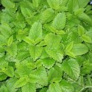 Jammas5 1500 LEMON BALM Lemonbalm Fragrant Herb / Flower Seeds +Free Gift & Comb S/H