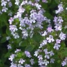 Jammas5 1000 LEMON THYME Thymus Citriodorus Herb Flower Seeds + Free Gift & Comb S/H