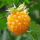 Jammas5 20 SALMONBERRY RUSSIAN RASPBERRY Rubus Spectabilis Fruit Seeds Purple Flowers