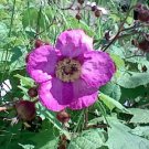Jammas5 20 PURPLE FLOWERING RASPBERRY Thornless Edible Rubus Odoratus Fruit Berry Seeds
