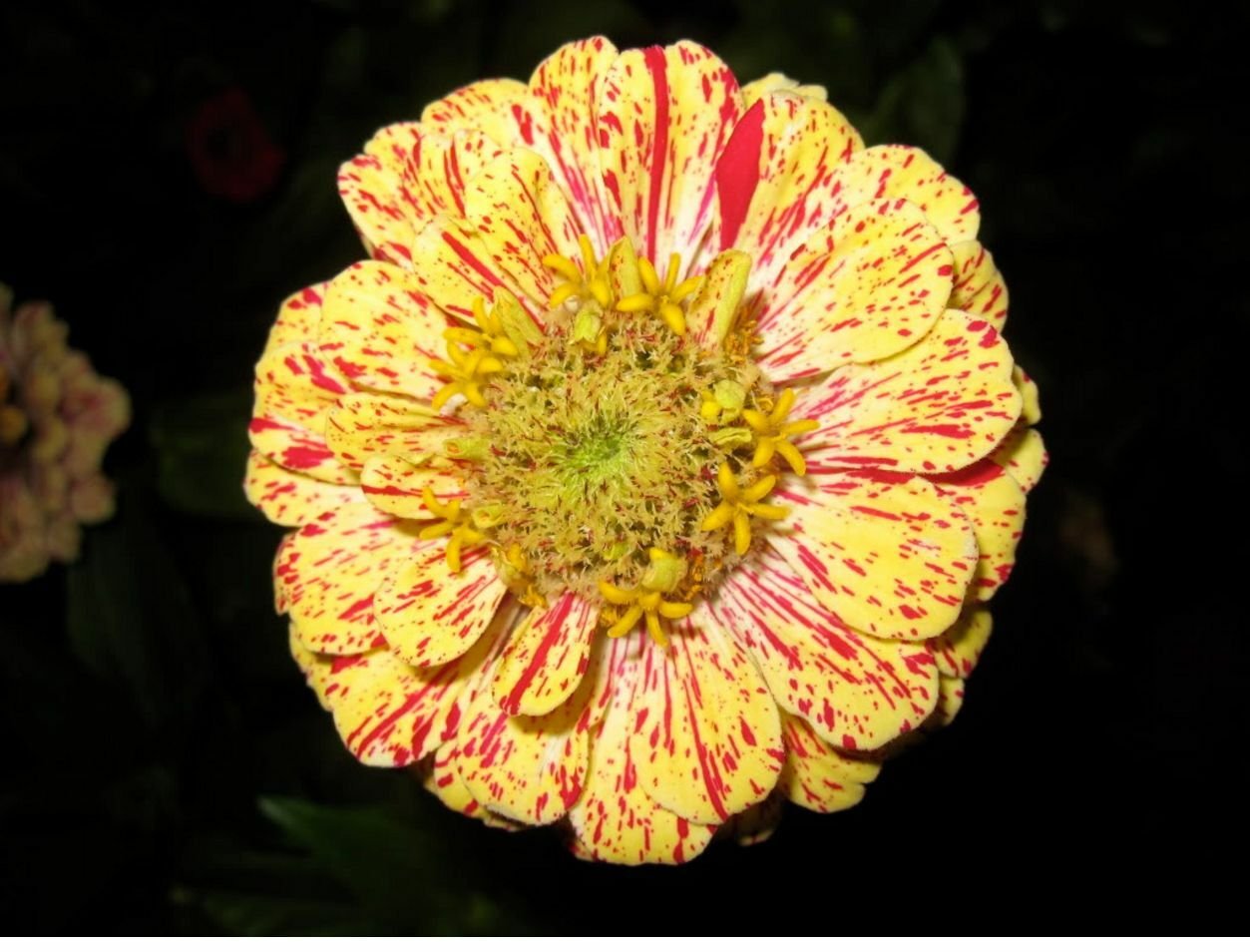 Jammas5 150 CANDY STRIPE ZINNIA MIX Elegans Flower Seeds Mixed Colors with Red Stripes