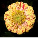 Jammas5 150 CANDY STRIPE ZINNIA MIX Elegans Flower Seeds Mixed Colors with Red Stripes