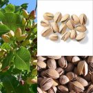 Jammas5 5 PISTACHIO NUT TREE Pistacia Vera Fruit Red Flowers Seeds *Combined Shipping
