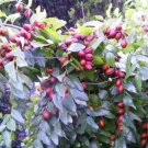Jammas5 20 RED CHINESE DATE TREE Edible Fruit Jujube Ziziphus Jujuba Yellow Flower Seeds