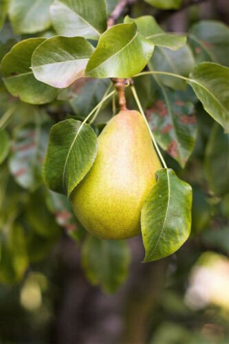 Jammas5 25 EUROPEAN PEAR TREE Pyrus Communis Fruit Seeds - White Flowers / Green Fruit