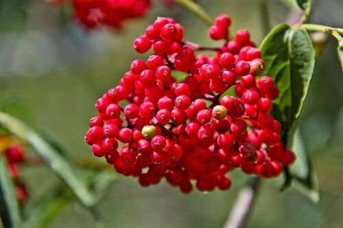 Jammas5 100 RED ELDERBERRY Sambucus Racemosa Mountain Elder Tree Shrub Fruit Berry Seeds