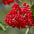 Jammas5 100 RED ELDERBERRY Sambucus Racemosa Mountain Elder Tree Shrub Fruit Berry Seeds