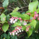 Jammas5 40 SALAL BERRY Gaultheria Shallon Pink White Flowers Blue Fruit Shrub Seeds
