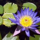 Jammas5 10 BLUE Lotus Nymphaea Caerulea Asian WATER LILY Pad Flower Pond Seeds *Comb S/H