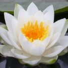 Jammas5 10 WHITE Lotus Nymphaea Ampla Asian WATER LILY Pad Flower Pond Seeds *Comb S/H