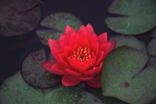 Jammas5 10 RED Lotus WATER LILY Nymphaea Rubra Asian Lily Pad Flower Pond Seeds *CombS/H