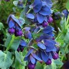 Jammas5 10 BLUE SHRIMP PLANT / HONEYWORT Cerinthe Major Flower Seeds + Gift & Comb S/H