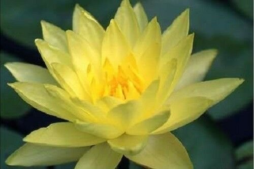 Jammas5 10 YELLOW Lotus Nymphaea Eldorado Asian WATER LILY Pad Flower Pond Seeds *CombSH