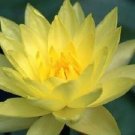 Jammas5 10 YELLOW Lotus Nymphaea Eldorado Asian WATER LILY Pad Flower Pond Seeds *CombSH