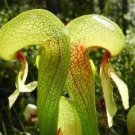Jammas5 10 CARNIVOROUS COBRA LILY Darlingtonia Californica Flower Seeds *Comb S/H