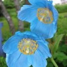 Jammas5 10 BLUE HIMALAYAN POPPY Tibetan Meconopsis Betonicifolia Flower Seeds *Comb S/H