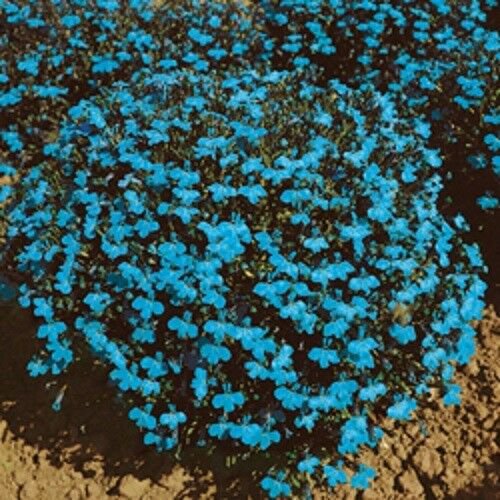 Jammas5 200 CAMBRIDGE BLUE LOBELIA REGATTA Erinus Flower Seeds *Comb S/H