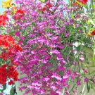 Jammas5 200 ROSAMOND LOBELIA Erinus Carmine Red & White Flower Seeds *Comb S/H