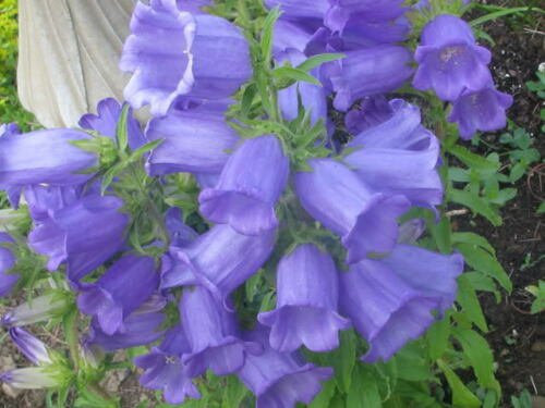Jammas5 200 BLUE CANTERBURY BELLS - CAMPANULA Medium Flower Seeds *Comb S/H