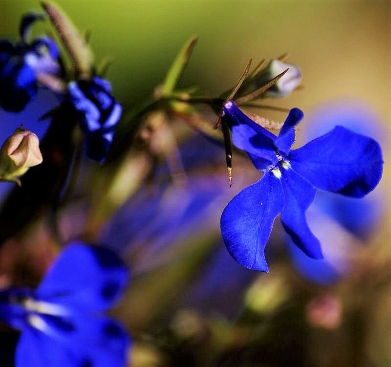 Jammas5 200 Electric Blue LOBELIA MONSOON Flower Seeds + Free Gift & Comb S/H
