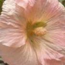 Jammas5 25 PEACH HOLLYHOCK Alcea Rosea Flower Seeds Perennial *Comb S/H + Free Gift