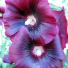 Jammas5 25 BURGUNDY RED HOLLYHOCK Alcea Rosea Flower Seeds Perennial *Comb S/H + Gift