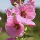 Jammas5 25 PALE PINK HOLLYHOCK Light Alcea Rosea Flower Seeds Perennial *Comb S/H + Gift