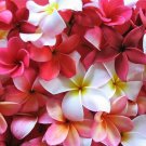 Jammas5 10 MIXED COLORS PLUMERIA Seeds - Lei Flower Frangipani Mix Pink Red Yellow White