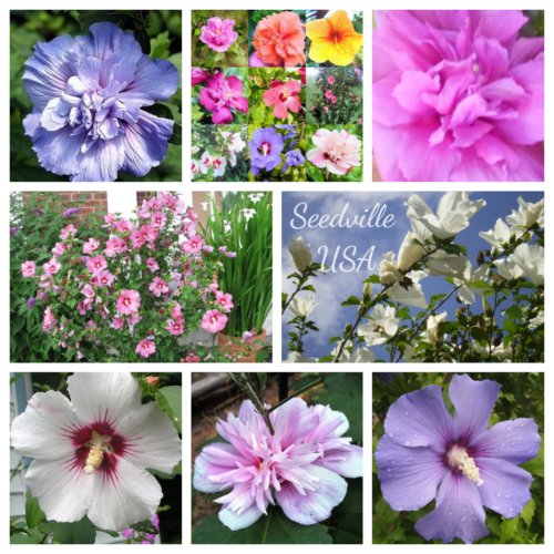 Jammas5 1000 Bulk ROSE of SHARON Mixed Colors Hibiscus Syriacus Tree Shrub Flower Seeds