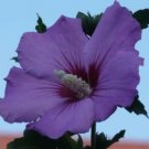 Jammas5 50 PURPLE ROSE OF SHARON HIBISCUS Syriacus Flower Tree Bush Seeds *Comb S/H