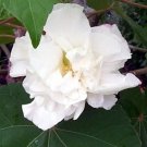 Jammas5 50 WHITE DOUBLE ROSE OF SHARON HIBISCUS Syriacus Flower Tree Bush Seeds *CombS/H
