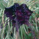Jammas5 5 BLACK BAT FLOWER Tacca Chantrieri Cat’s Whiskers Devil Flower Seeds *CombS/H
