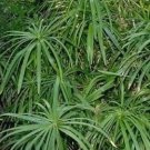 Jammas5 50 UMBRELLA PLANT CYPERUS Alternifolius Papyrus Grass Umbrella Palm Flower Seeds