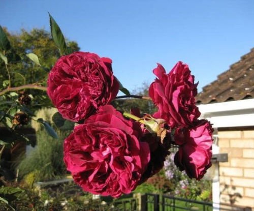 Jammas5 5 BURGUNDY CLIMBING ROSE Red Rosa Bush Vine Climber Fragrant Flower Seeds + Gift