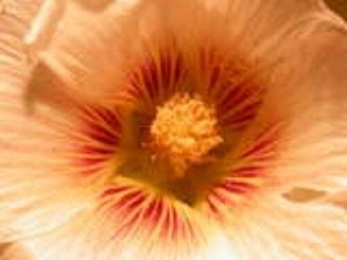 Jammas5 25 PEACH & BROWN HOLLYHOCK Alcea Rosea Flower Seeds Perennial *Comb S/H + Gift