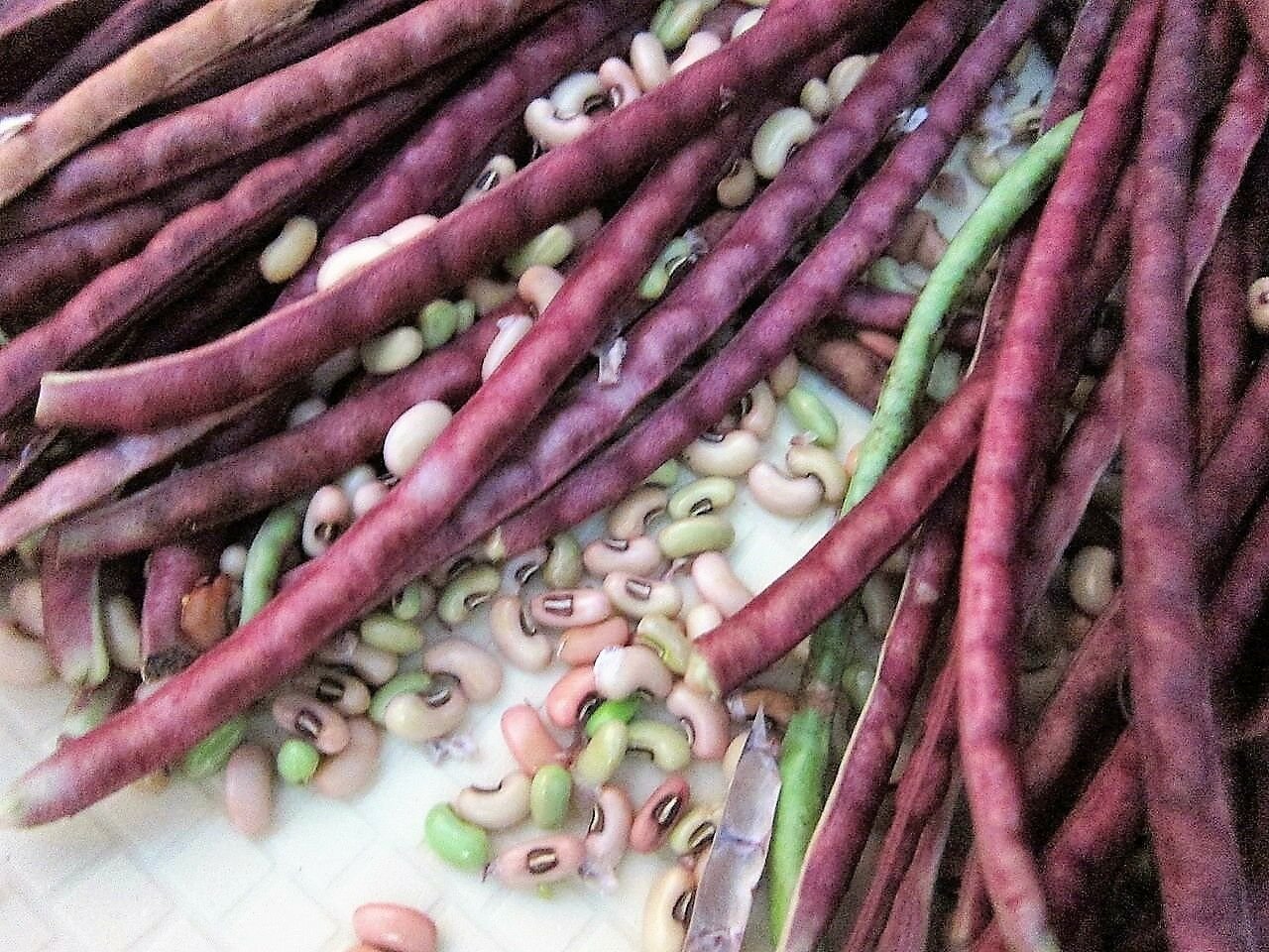 Jammas5 25 RED NOODLE BEAN Yard Long Asparagus Bean Chinese Phaseolus Vegetable Seeds