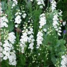 Jammas5 150 WHITE KING LARKSPUR Delphinium Consolida Knight's Spur Flower Seeds + Gift