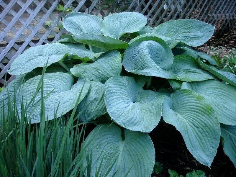 Jammas5 10 HOSTA ELEGANS Shade Flower Seeds + Gift & Comb S/H