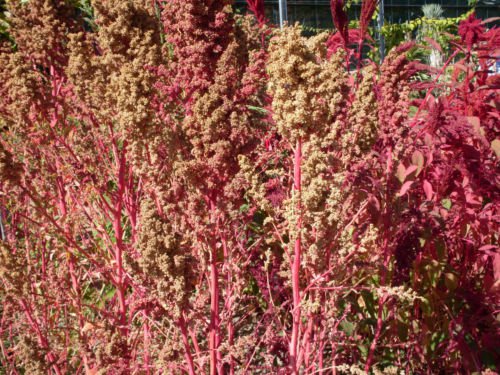 Jammas5 50 Organic RED AZTEC SPINACH Huauzontle Chenopodium Berlandieri Vegetable Seeds