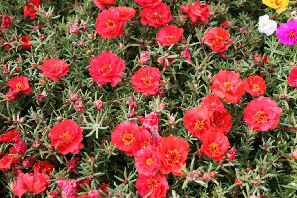 Jammas5 100 RED PORTULACA Grandiflora / MOSS ROSE Flower Seeds *Comb S/H + Free Gift
