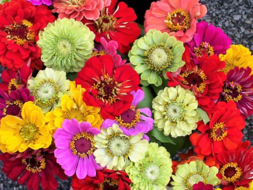 Jammas5 250 Mixed Colors ZINNIA ELEGANS Flower Seeds + Gift & Combined Shipping!