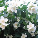 Jammas5 20 MOCK ORANGE Sweet English Dogwood Philadelphus Coronarius Shrub Flower Seeds