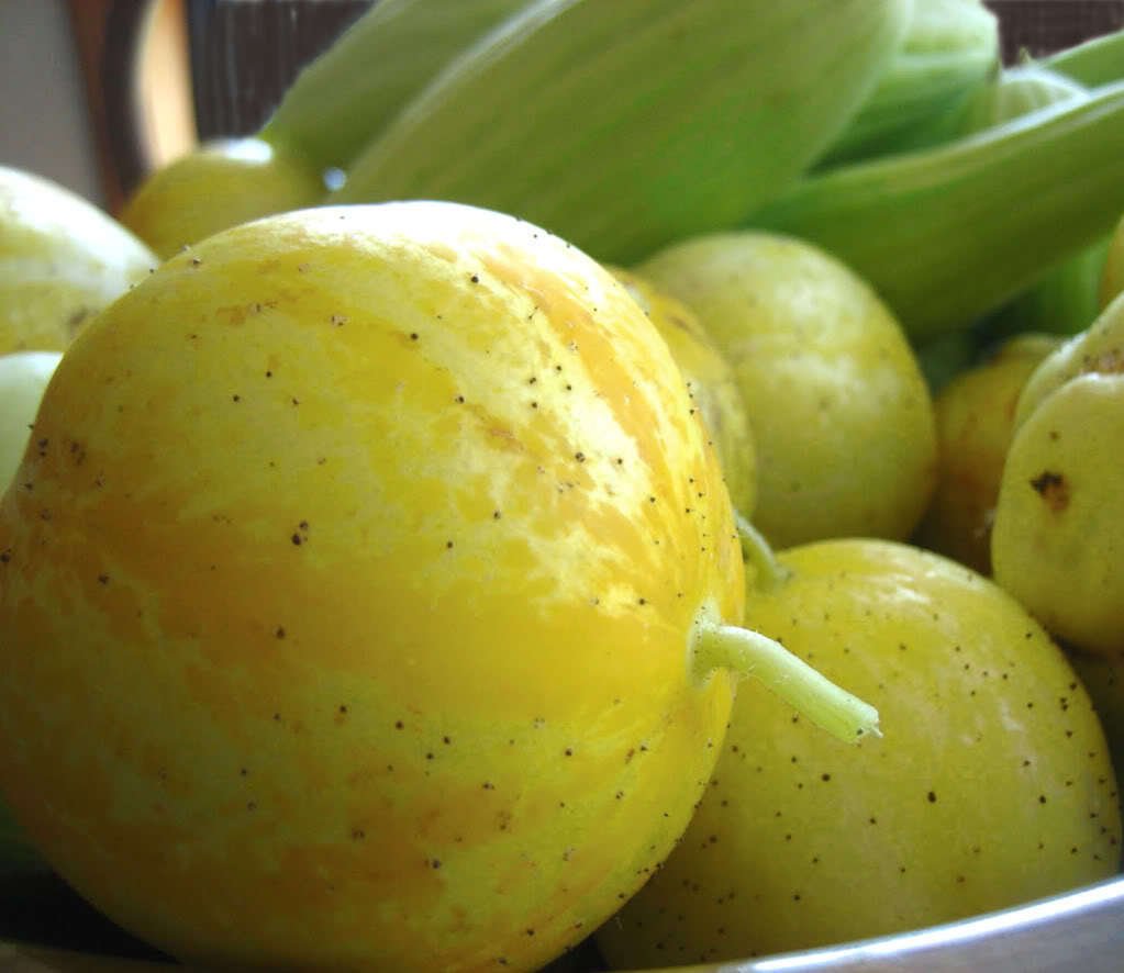 Jammas5 100 LEMON CUCUMBER Cucumis Sativus Fruit Vegetable Seeds *Combined S/H & Gift!