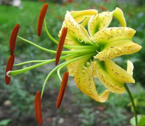 Jammas5 10 CITRINE LILY Yellow TIGER Lilium Henryi Citrinum Asiatic Species Flower Seeds
