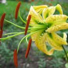 Jammas5 10 CITRINE LILY Yellow TIGER Lilium Henryi Citrinum Asiatic Species Flower Seeds