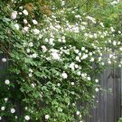 Jammas5 5 WHITE CLIMBING ROSE Rosa Bush Vine Climber Fragrant Butterfly Flower Seeds
