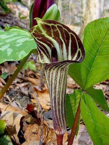 Jammas5 5 JACK IN THE PULPIT Arisaema Triphyllum Shade Flower Seeds *Comb S/H + Gift