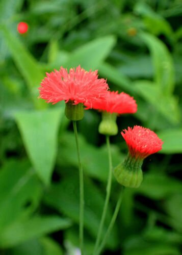 Jammas5 50 Red LADY'S PAINTBRUSH Tassel Flower Emilia Javanica 'Scarlet Magic' Seeds