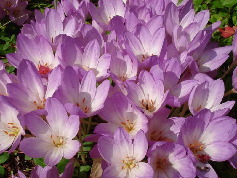Jammas5 10 AUTUMN CROCUS Colchicum Autumnale Meadow Saffron Flower Seeds *Comb S/H