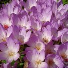 Jammas5 10 AUTUMN CROCUS Colchicum Autumnale Meadow Saffron Flower Seeds *Comb S/H